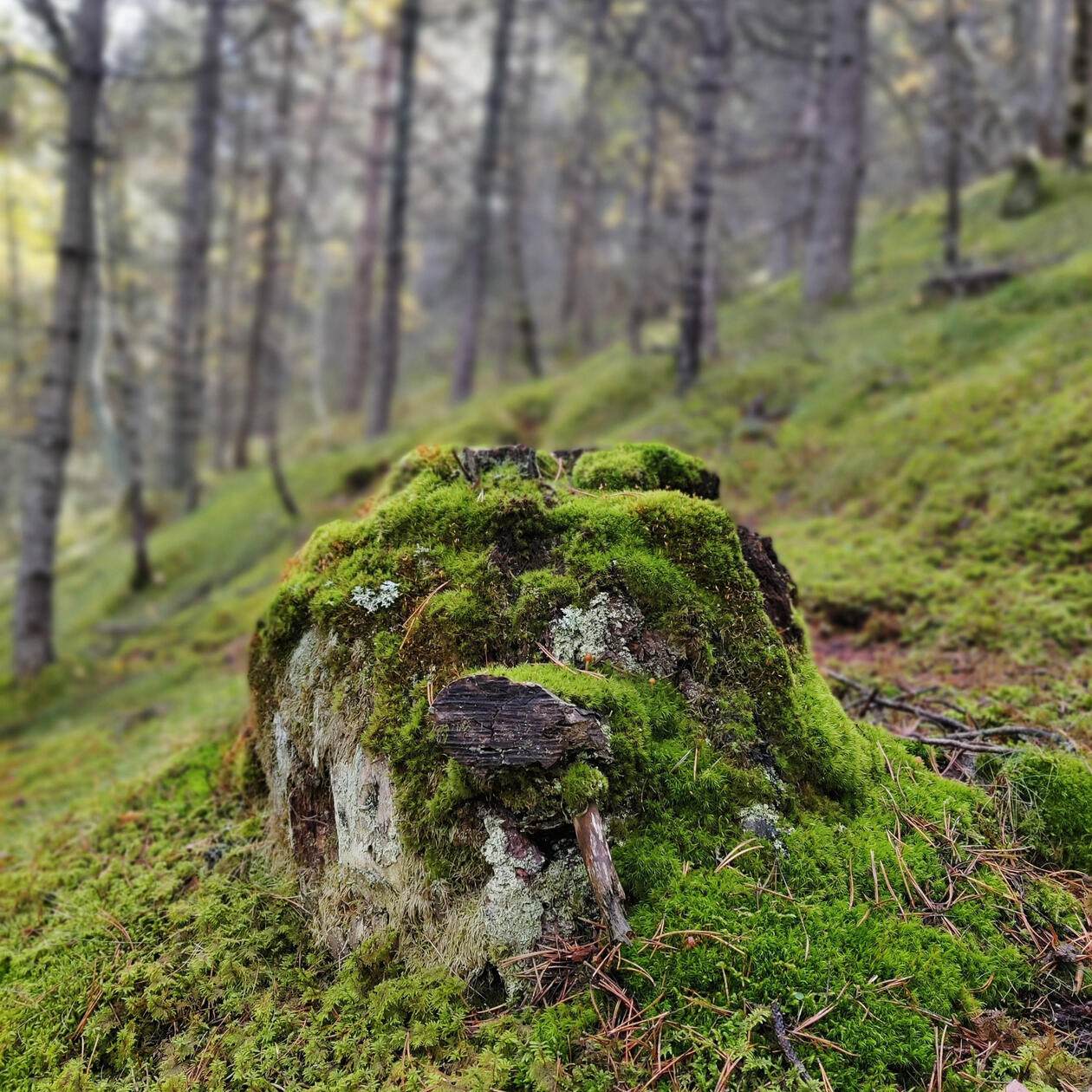 Bosque de montaña con musgo y terreno irregular, referencia para valorar accesos y condiciones de trabajo en rodaje