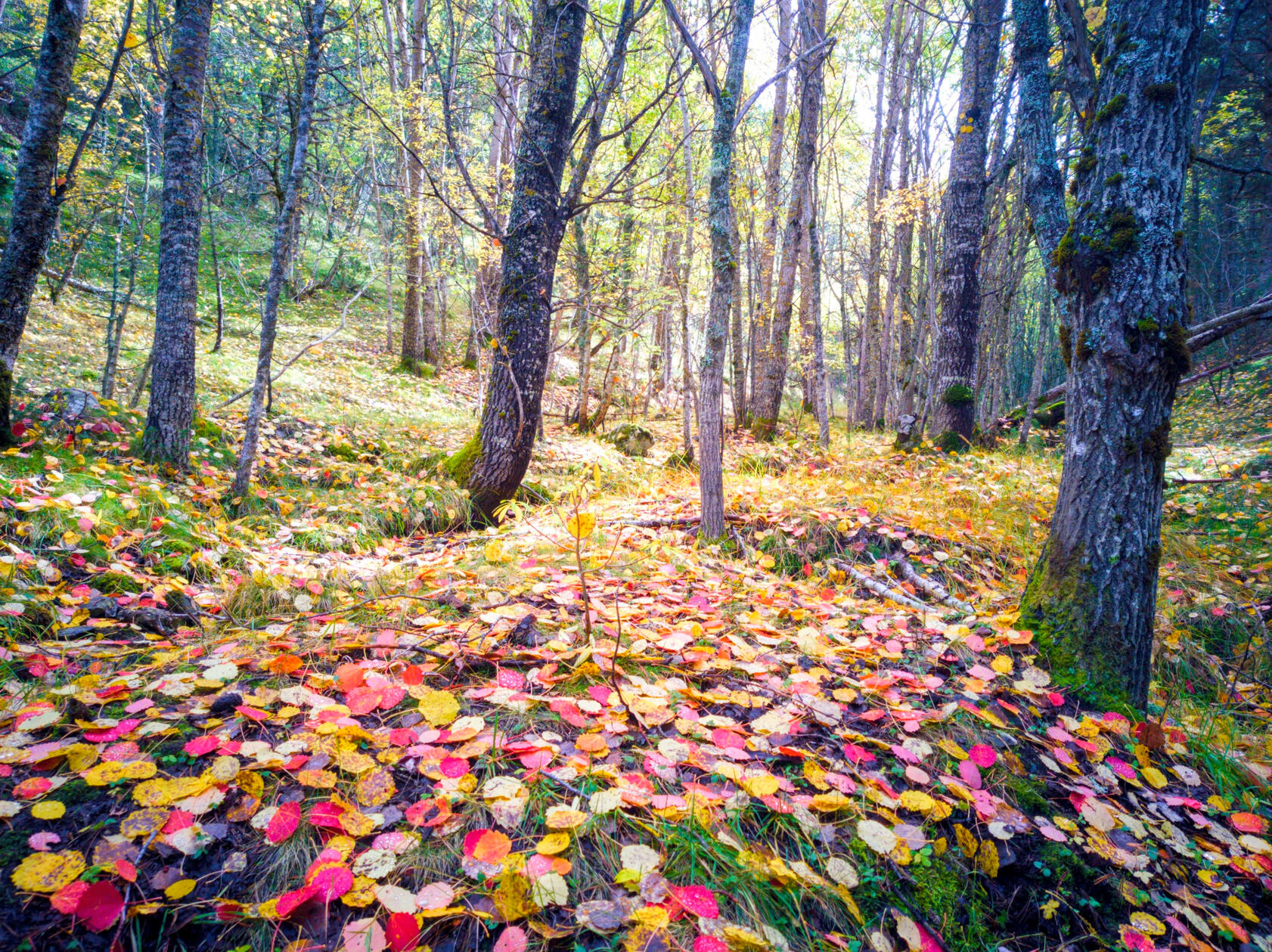 Bosque otoñal en Aragón con textura visual singular, posible localización natural para producción audiovisual