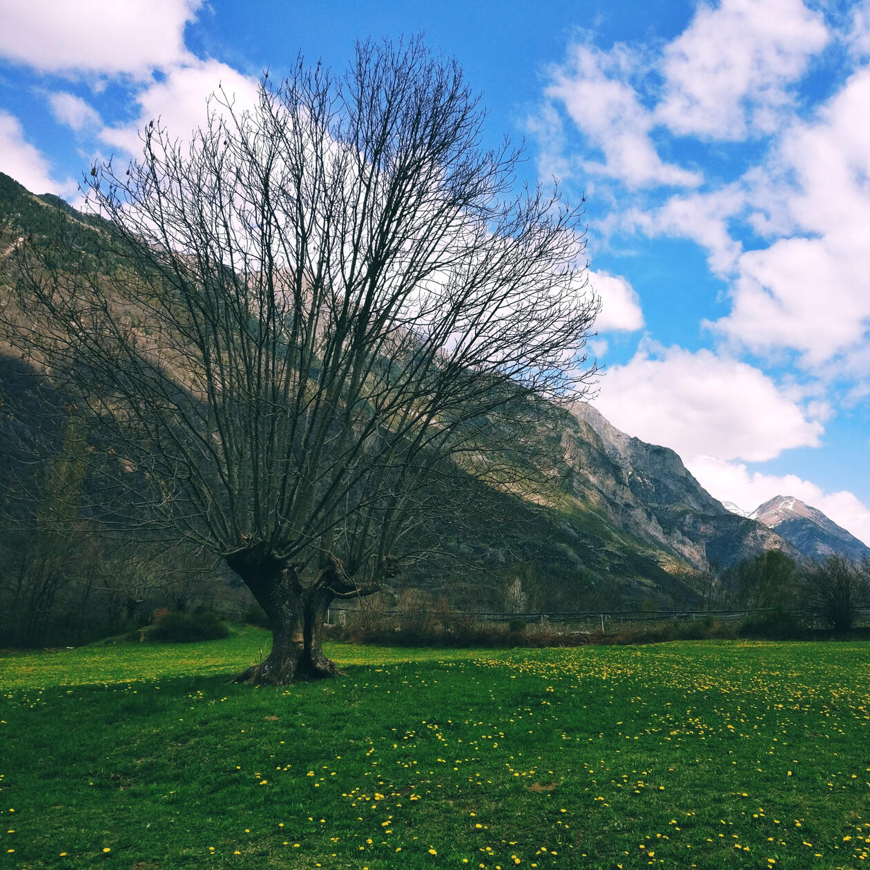 Árbol solitario en pradera de montaña, entorno natural para valorar seguridad, impacto y límites de uso