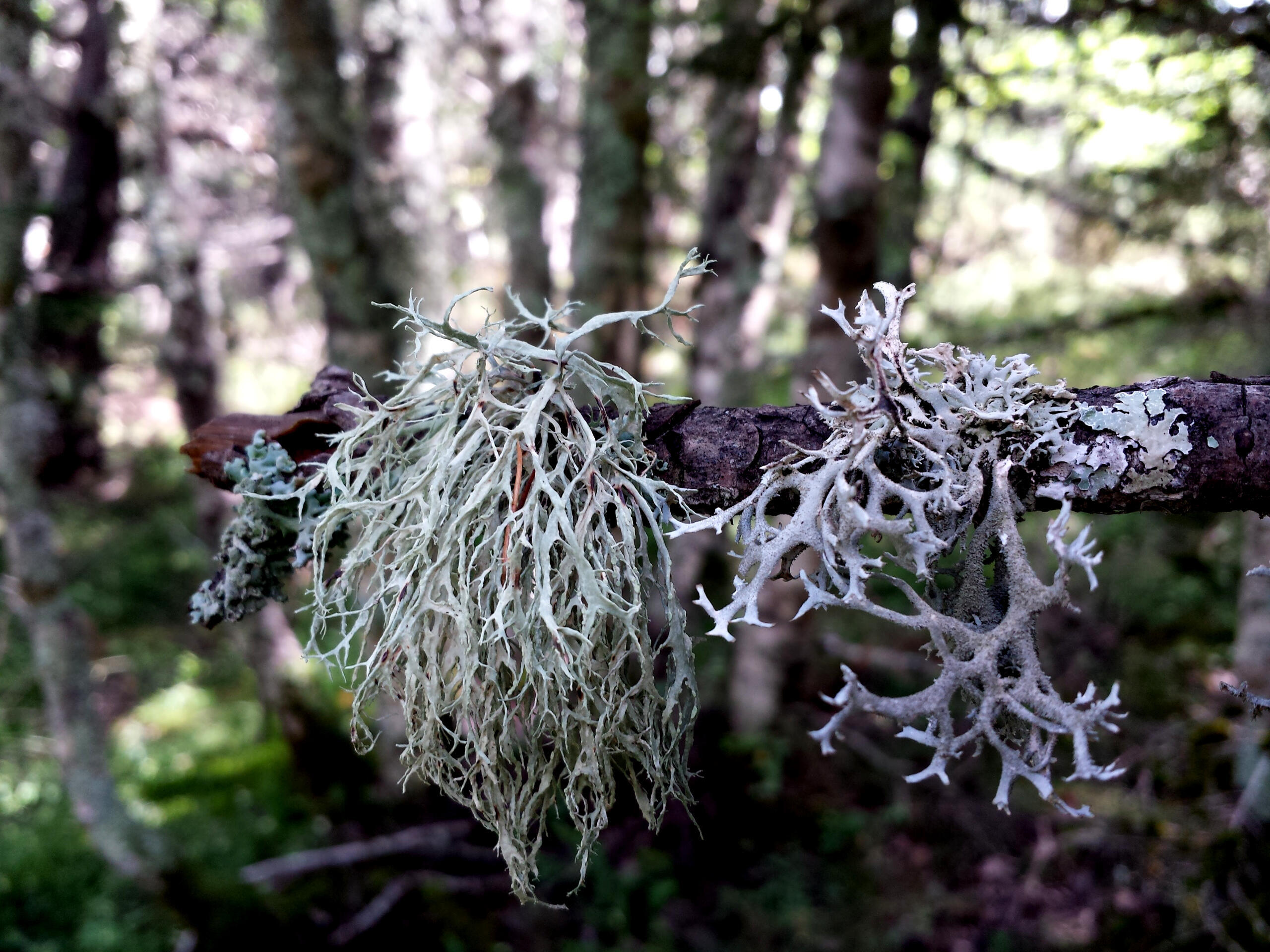 Líquenes sobre una rama en un bosque húmedo de montaña, detalle natural para scouting audiovisual en Aragón