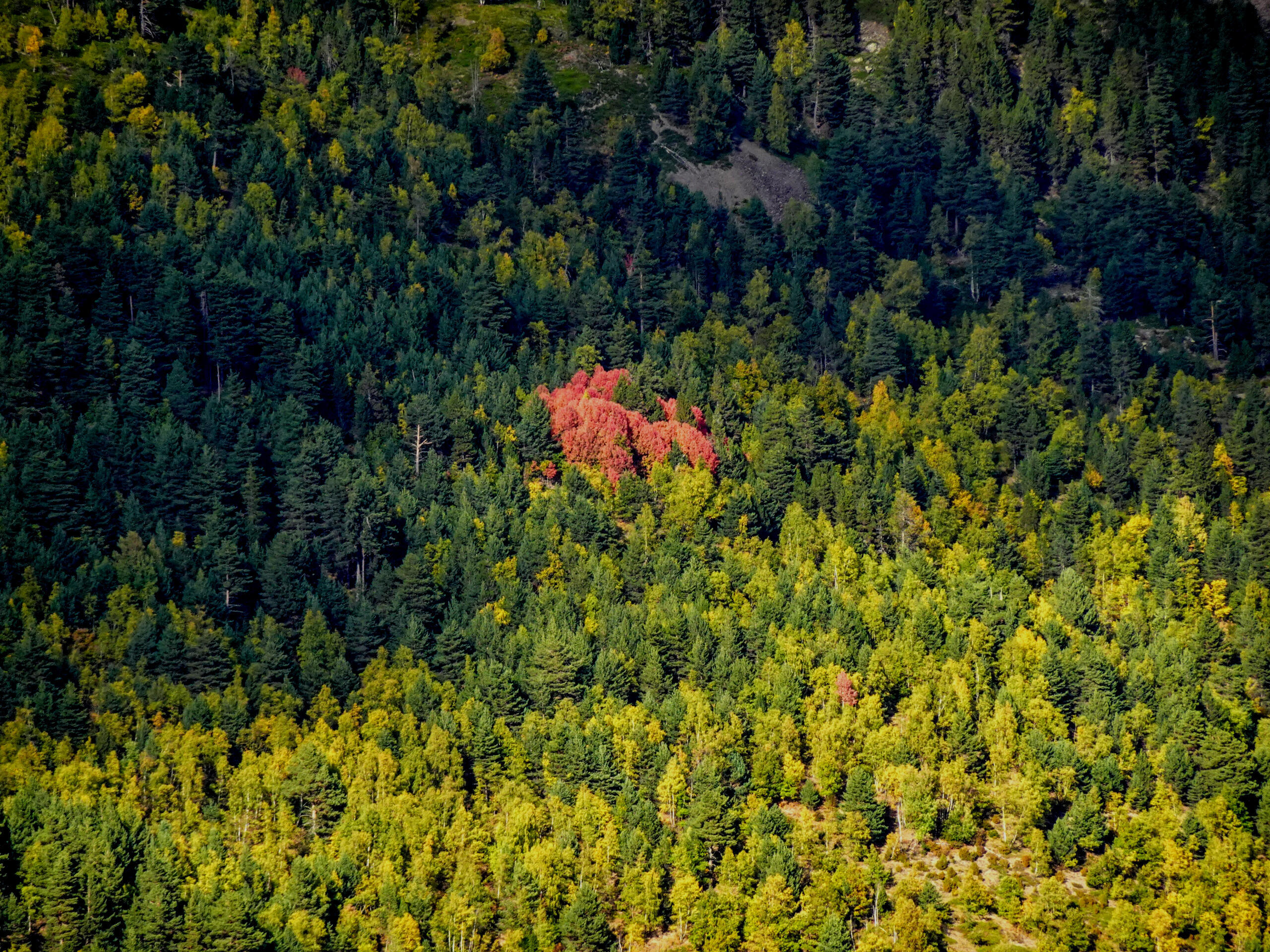 Vista aérea de un bosque verde en Aragón, localización cinematográfica en la naturaleza.